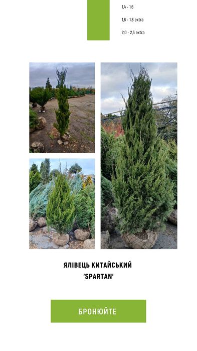 Ялина, туя, сосна, ялиця, піхта, ялівець