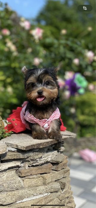 Кукольная  мини девочка