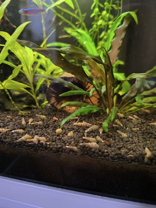 Sprzedam Narybek  Gupika