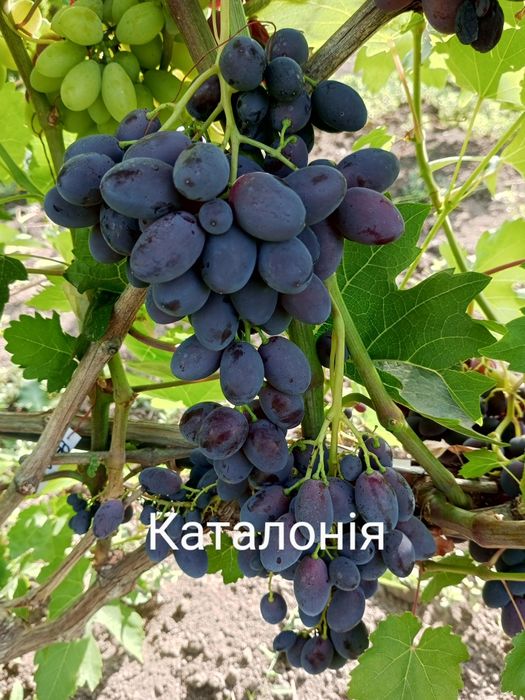 черенки та саджанці винограду