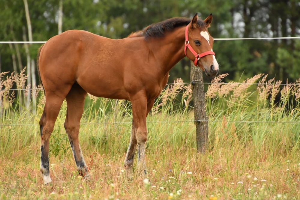 Klaczka AQH na sprzedaz