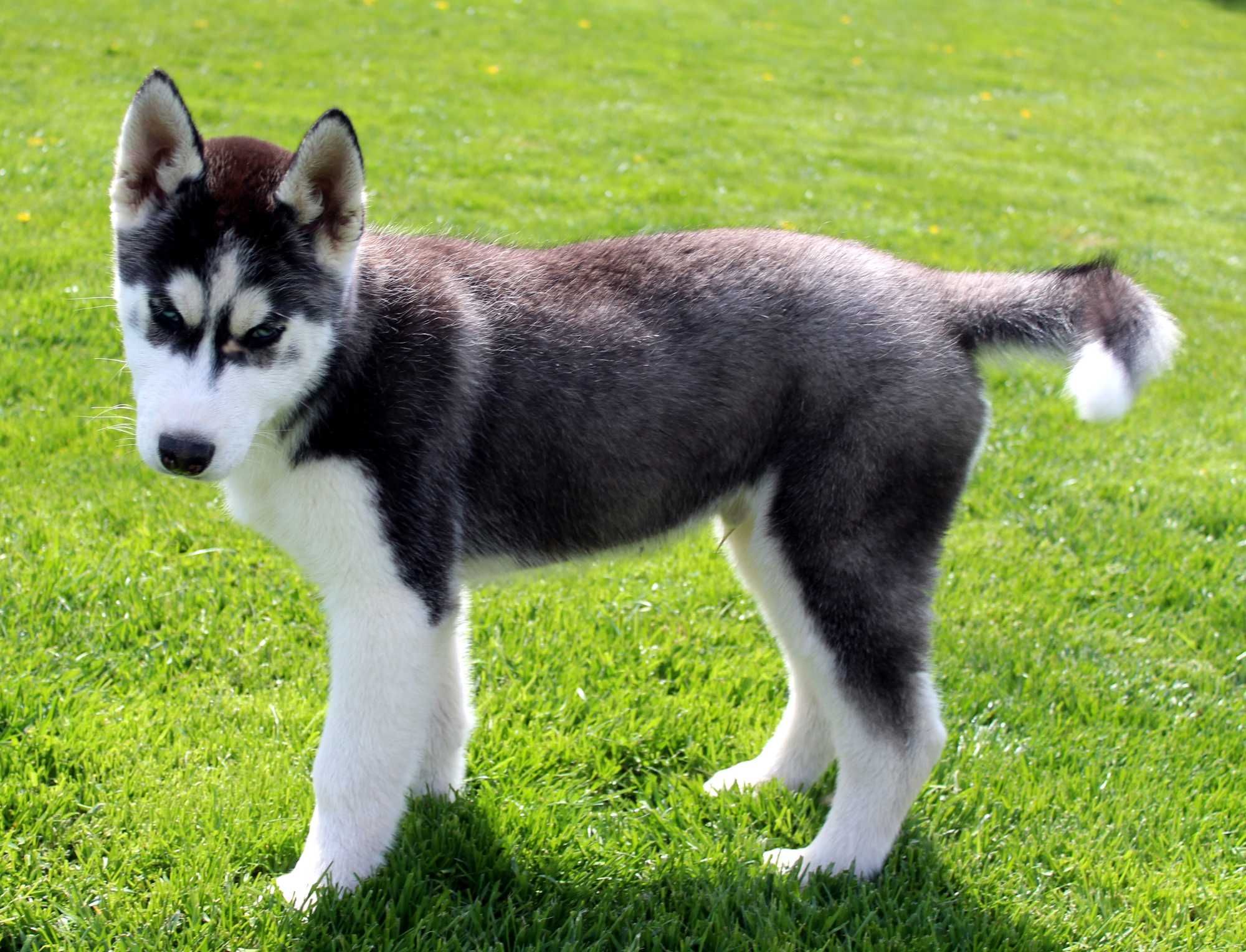 Siberian Husky Szczenię HUSKY Niebieskie oczy Rodowód WKU