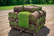 Trawa z rolki premium