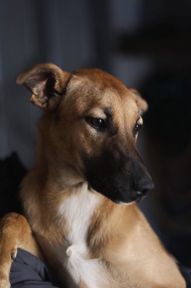 Bennie - cachorro para adoção