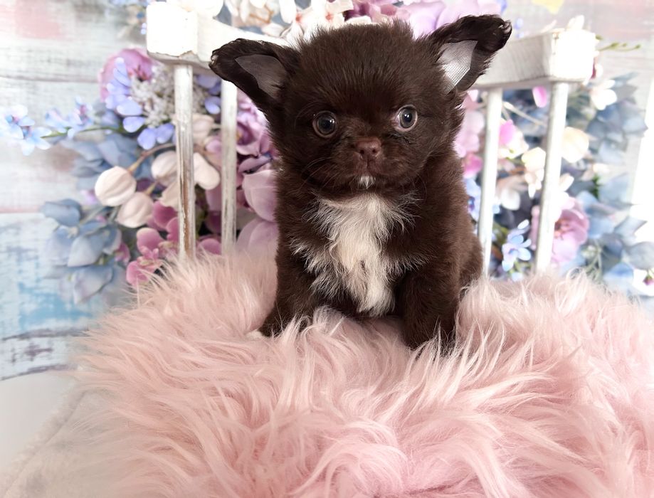 ***Czekoladowy długowłosy piesek chihuahua***