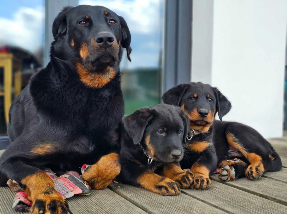 Beauceron Owczarek Francuski FCI szczenięta