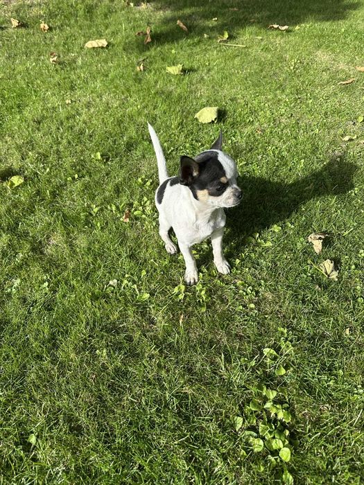Szczeniak chihuahua piesek
