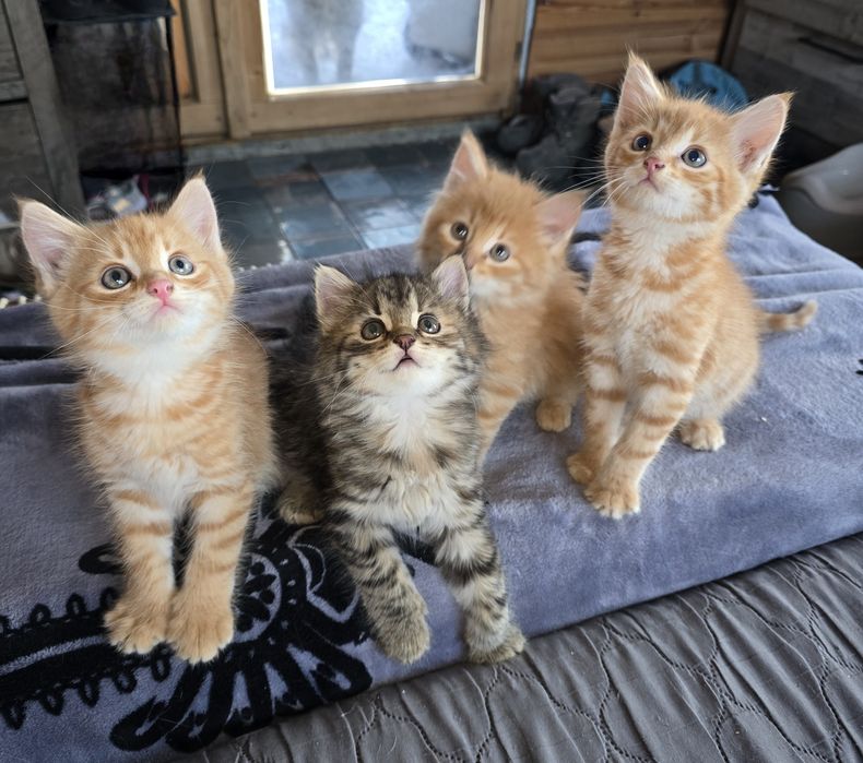 Oddam kotki za darmo