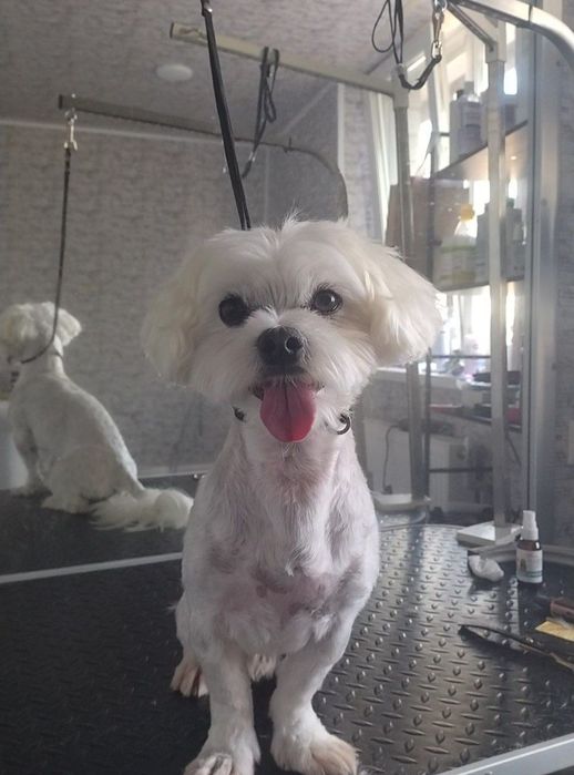 Грумінг для всіх порід собак і котів!