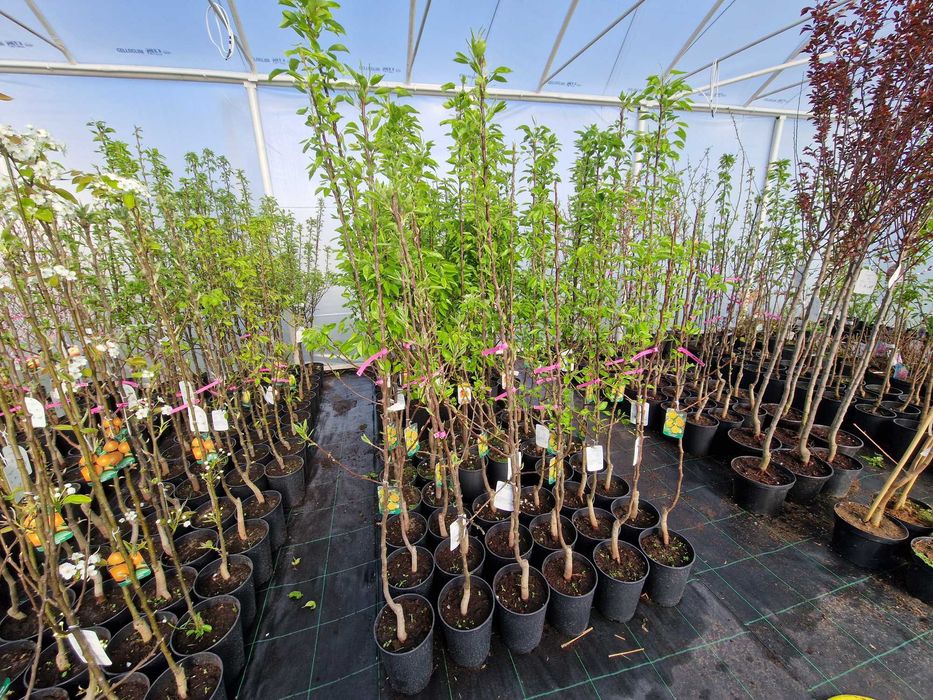 Drzewka Owocowe, Drzewka Ozdobne