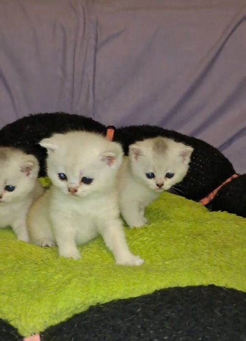 Чистокровні сріблясті шиншили