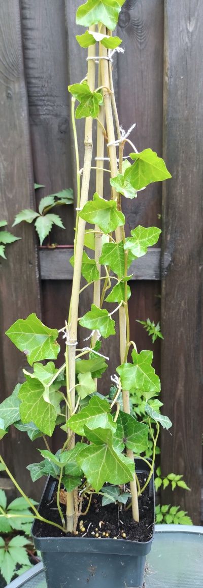 Bluszcze Hedera Helix duży wybór