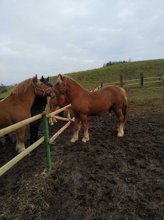 Ogier Sokólski sprzedam