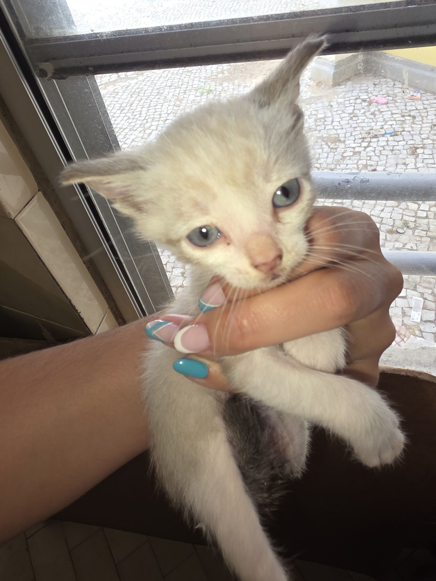 Tenho estes gatinhos para dar