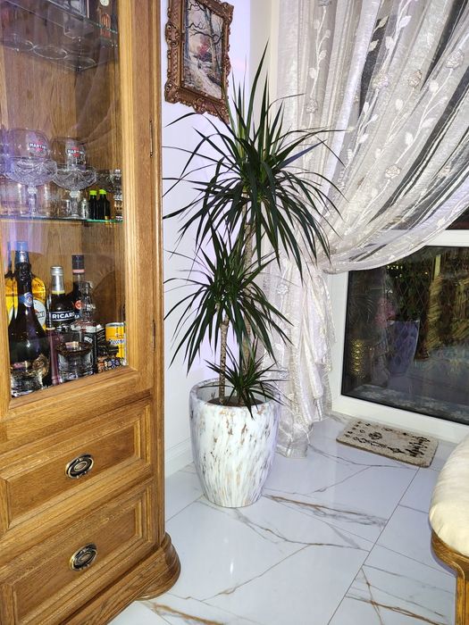 Witryna dębowa dąb naturalny podświetlana