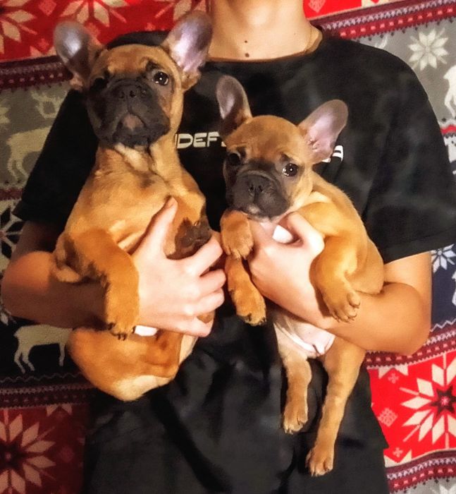 Продам двух цуценя Французького бульдога