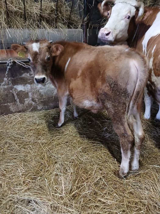 Byk, byczek 5 miesięcy czerwono-biały mieszaniec do hodowli