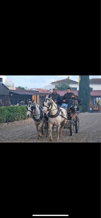 Poneis parelha mini cavalos