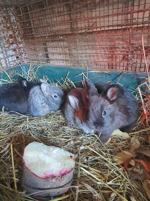 Декоративные кролики