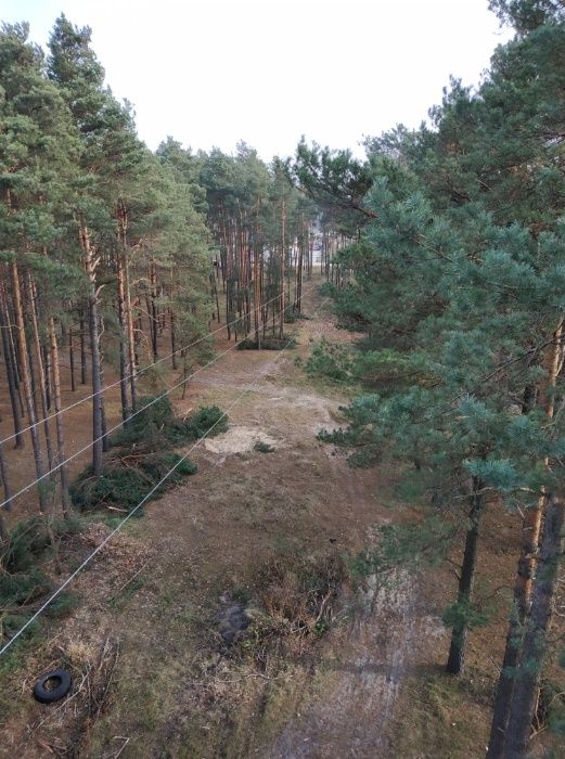 WYCINKA / Pielęgnacja Drzew TRUDNYCH metodą Alpinistyczną ( zwyżka )
