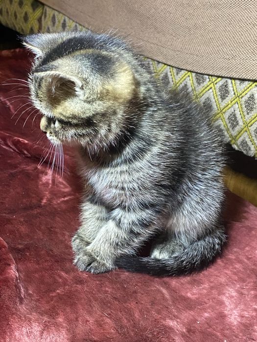 Британський котик