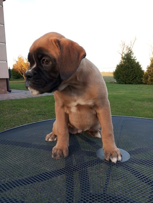 Suczka bokser szczeniak gotowy do odbioru