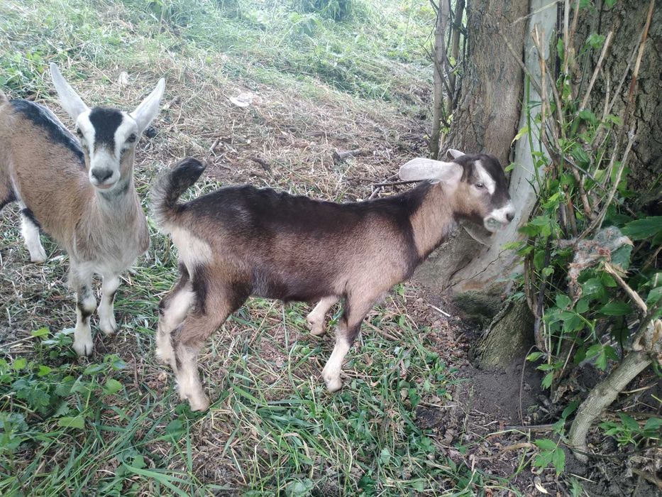 Породистий заано-нубійський козлик