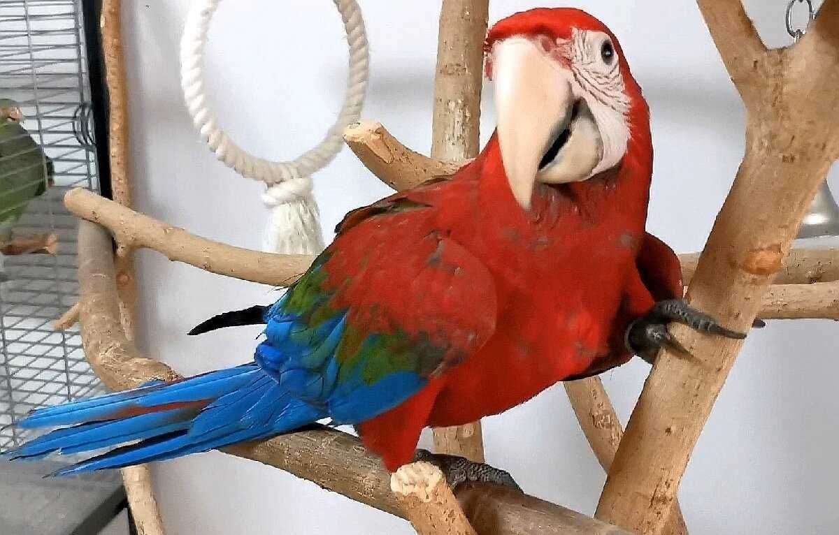 Красочный,редкий попугай Ара,молодежь