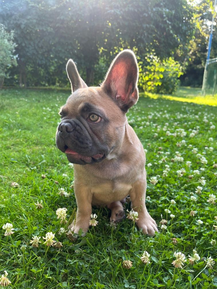 Buldog francuski blue sable