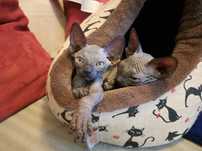 ℹ️ PO KASTRACJI ‼️ mega Kocio na juz!  • Sfinks & Sphynx. W-wa / Śląsk