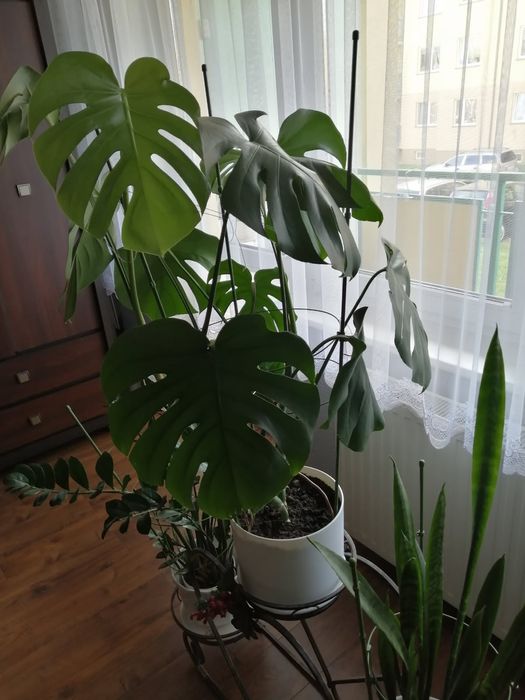 Monstera z doniczką