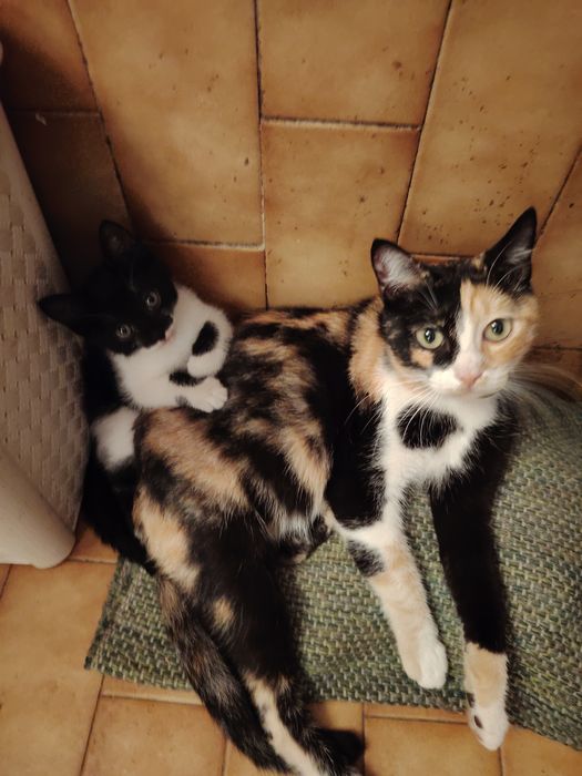 Adoção responsável duas gatinhas mãe e filha