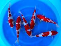 Carpa Koi - Kohaku Nisai 47-52cm