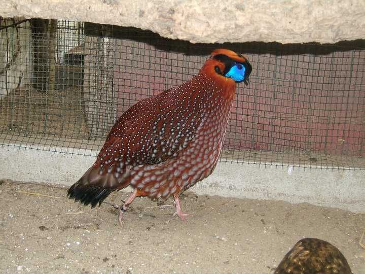 Machos de faisão Temminc