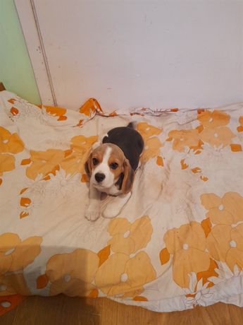 Beagle szczeniak suczka