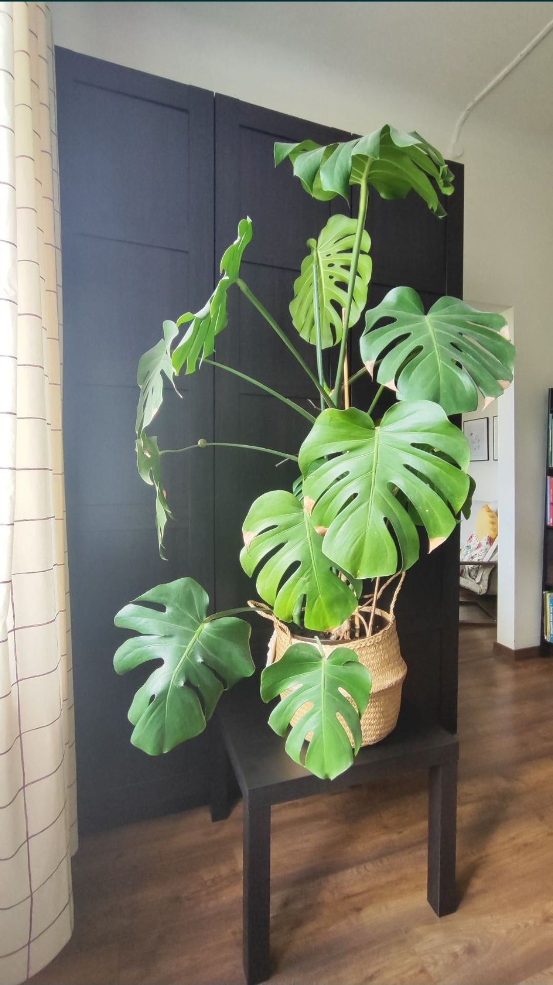 Monstera, kwiat doniczkowy