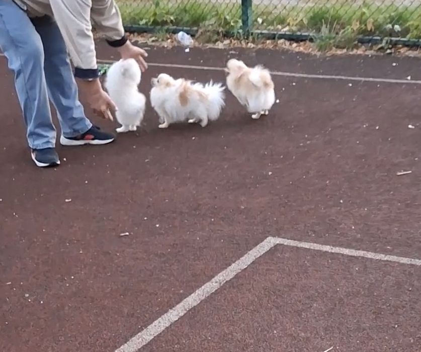 Детки с документами! Мини-щенки, померанцы на ладошку! Киев.