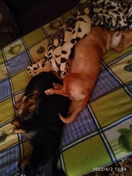 Отдам в хорошие руки