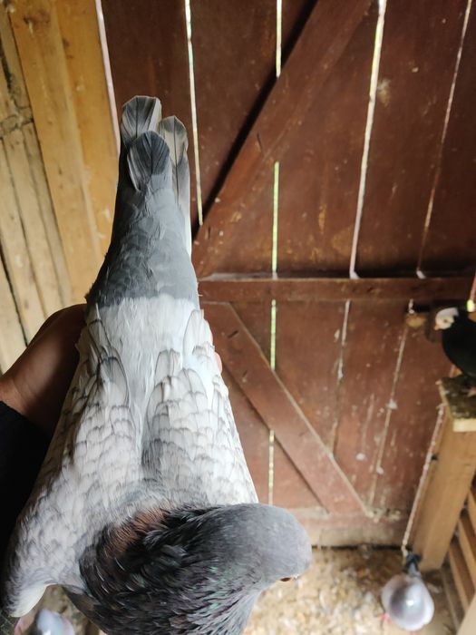 Gołębie pocztowe Adama Braszko