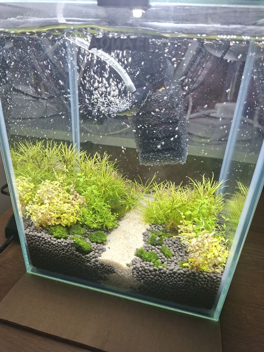 Rośliny akwariowe in vitro bez ślimaków