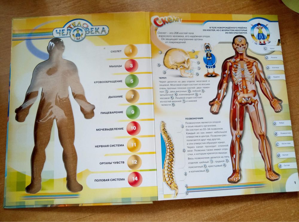 Тело человека  книга для детей