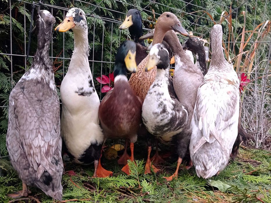Biegus indyjski, biegusy, kaczki ozdobne, pary