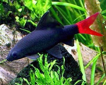 Labeo Bicolor/grubowarg dwubarwny/rybki akwariowe/rybka/ryba