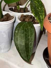 Hoya Latifolia - ukorzeniona