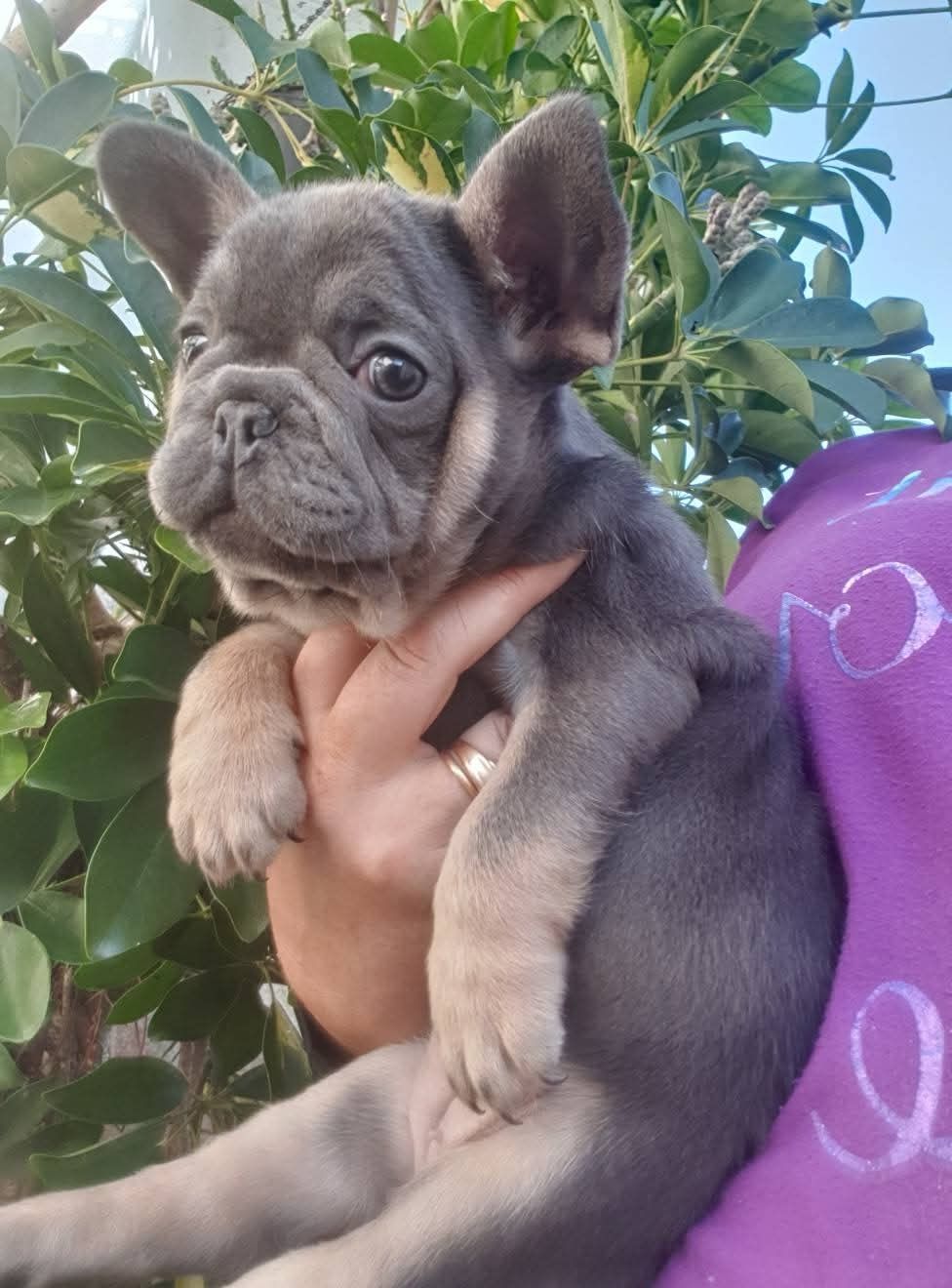 Bulldog Francês Macho Blue Tan Criadora Registada PT3088FL FL
