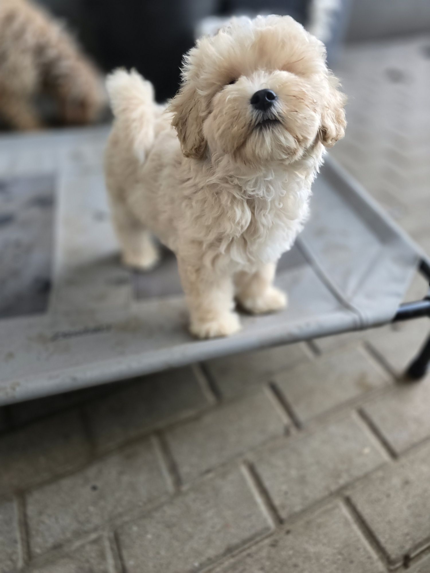 Maltipoo f1b/ dziewczynka