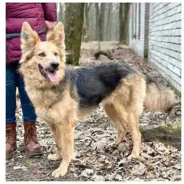 Ириска, активная собака