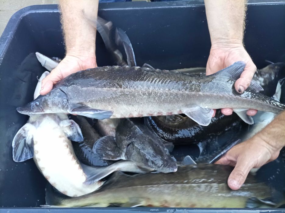 Jesiotr 1,8 kg - 2,8 kg cena 39zl/ kg , karp lin amur pstrąg węgorz