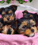 Yorkshire terrier, śliczne szczenię