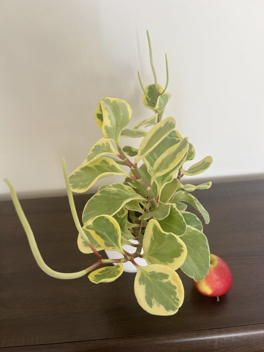 Peperomia, kwiat doniczkowy